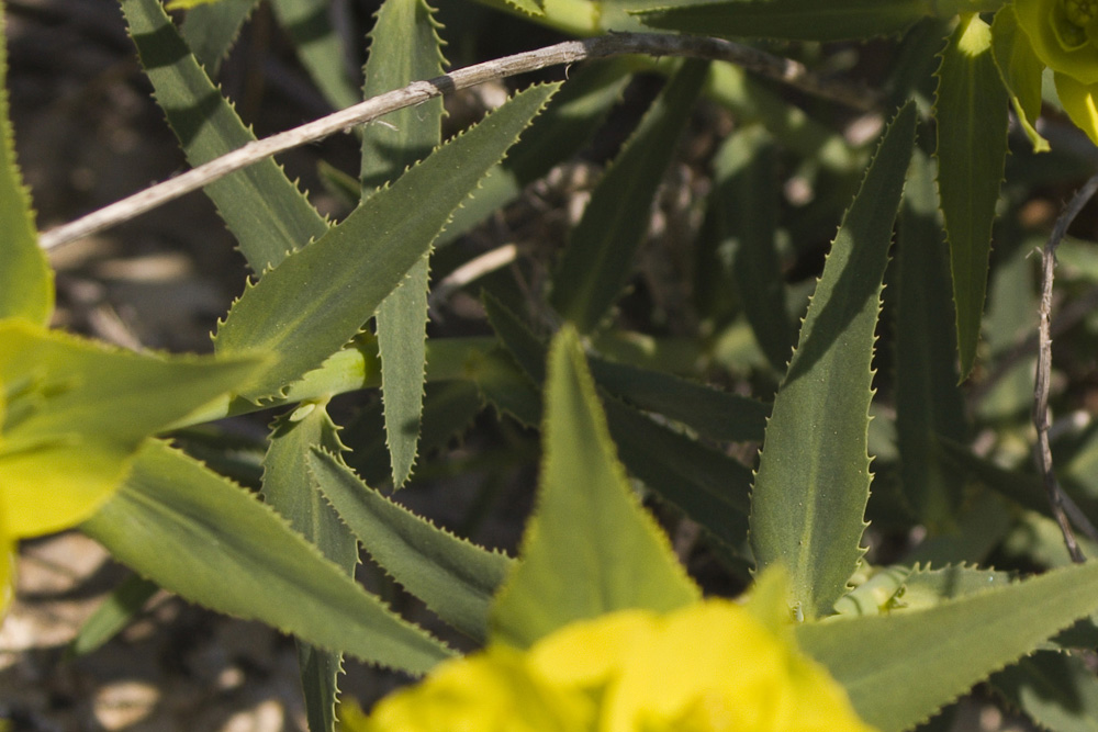 Euphorbia serrata / Euforbia dentata